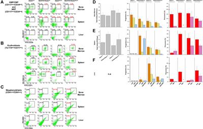 hGATA1 Under the Control of a μLCR/β-Globin Promoter Rescues the Erythroid but Not the Megakaryocytic Phenotype Induced by the Gata1low Mutation in Mice